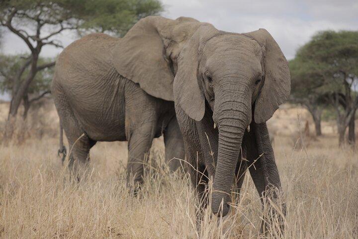 3 Days lodge Safari to Tarangire, Lake Manyara and Ngorongoro