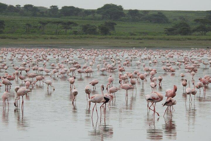 Private 5 Days Camping Tour in Serengeti National Park