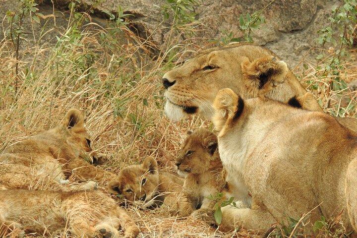 Private 5 Days Camping Tour in Serengeti National Park