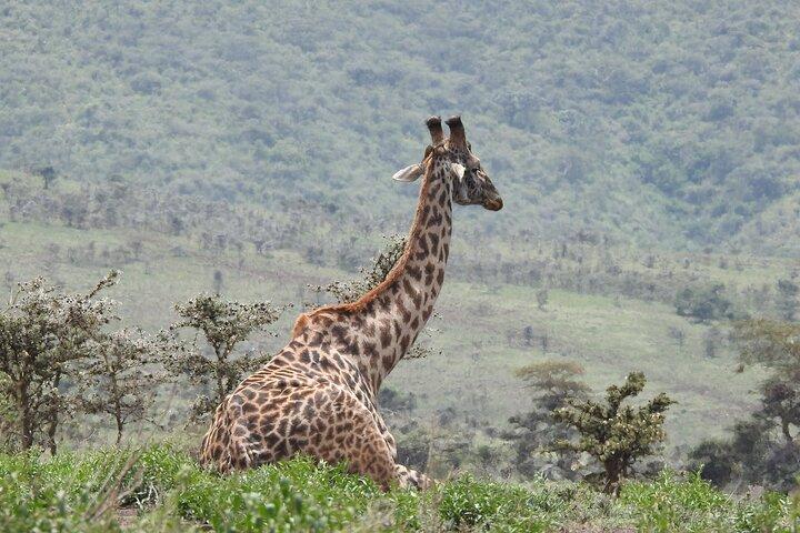 Private 5 Days Camping Tour in Serengeti National Park