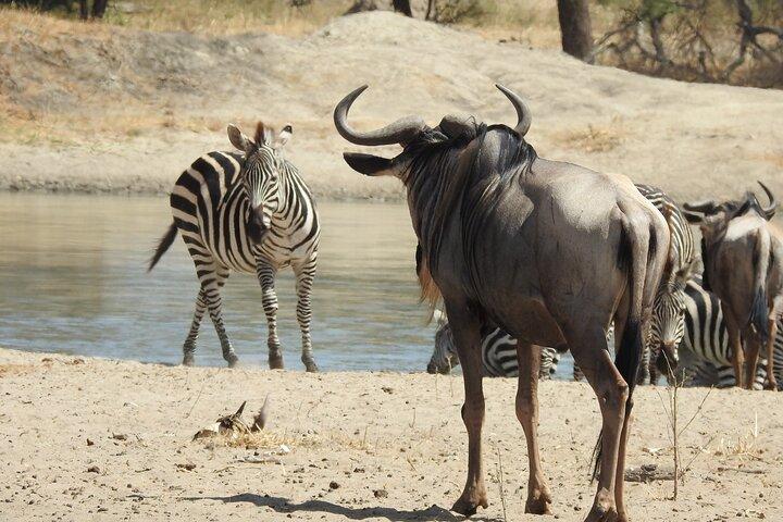 6 Days Private Safari with Mid-range Lodges or Camps