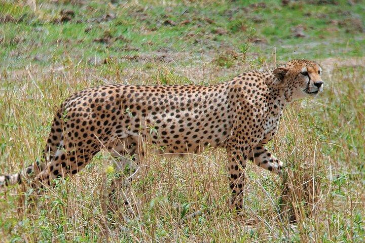 3 Days Budget Camping Safari to Serengeti and Ngorongoro Crater