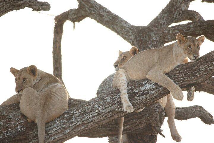 4 Day Private Tour in Tanzania