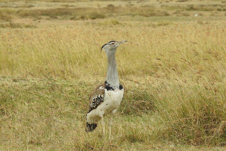 6 Days Private Safari with Mid-range Lodges or Camps