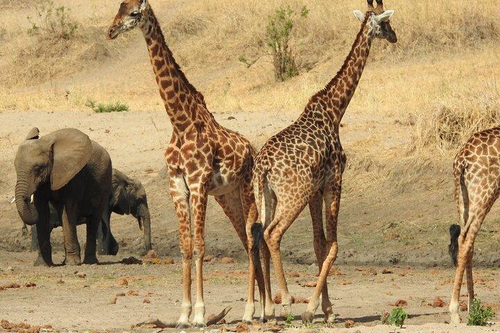 7 Days Private Tanzania Safari with Mid Range Lodges or Camps