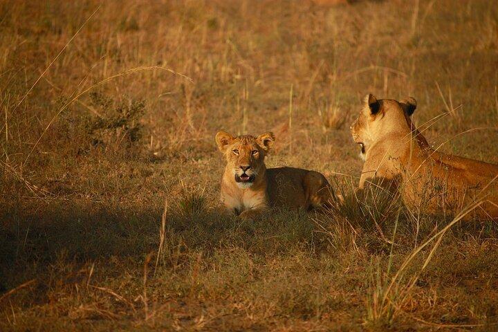 4 Days Kenya Masai mara safari