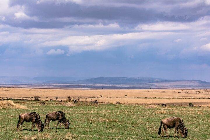 4 Days Kenya Masai mara safari
