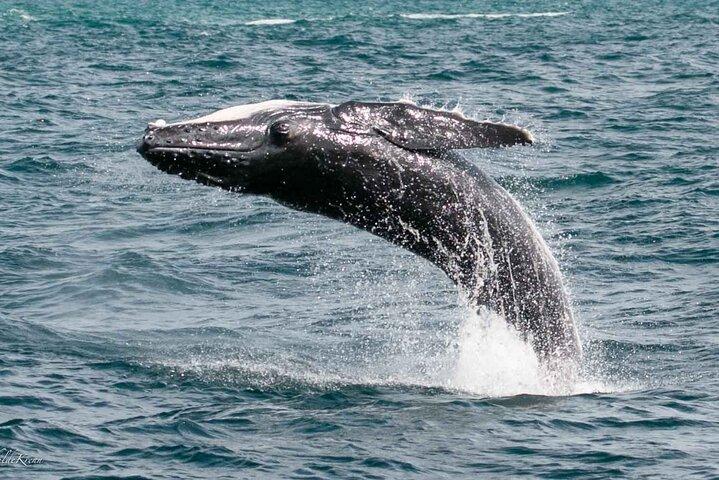 A UNIQUE Whalesongsnoosa Whale watching experience in noosa qld