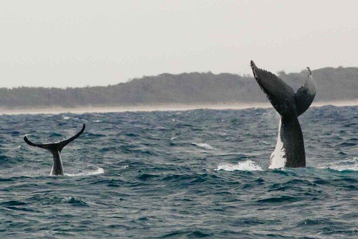 A UNIQUE Whalesongsnoosa Whale watching experience in noosa qld