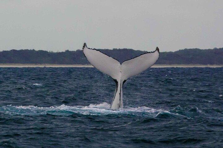 A UNIQUE Whalesongsnoosa Whale watching experience in noosa qld