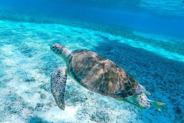 Swim with Pigs & Beach Snorkeling with Turtle Viewing Rose Island