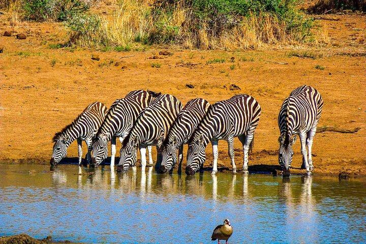 Private Pilanesberg Closed Drive Safari