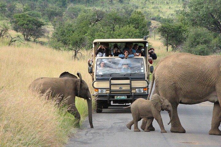 Private Pilanesberg Closed Drive Safari