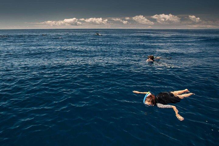 Terceira Island: Swimming with Dolphins + Snorkeling