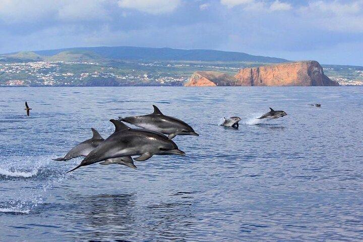 Terceira Island: Swimming with Wild Dolphins | Natural Habitat