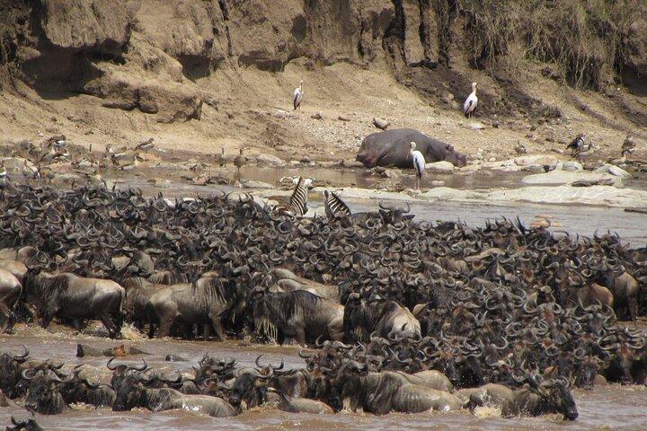 6 Days Wildebeest Migration Calving Safari