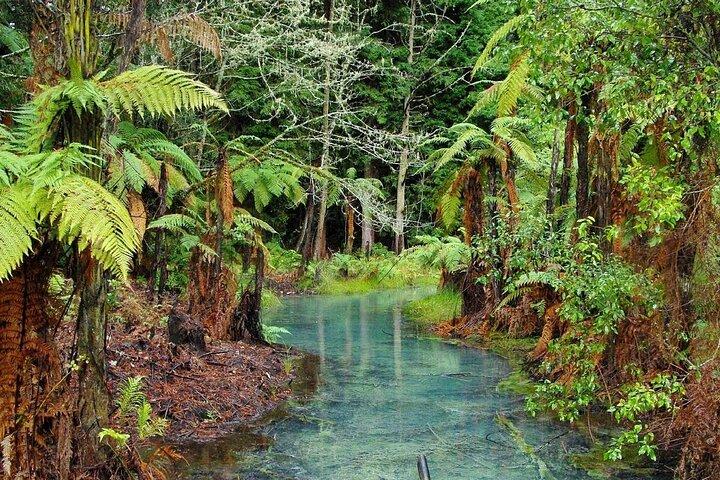 Rotorua Day Trip from Auckland TePuia_Hot Pool-Tub_Redwood Forest