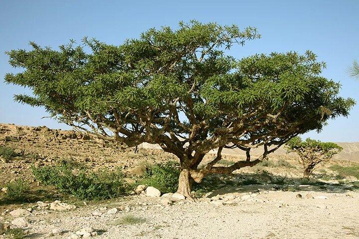 4WD Luxury Overnight Desert Safari in Salalah -Empty Quarter