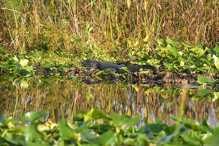 90 Minute Florida Everglades Wildlife Boat Tour