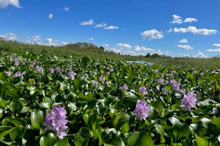 90 Minute Florida Everglades Wildlife Boat Tour