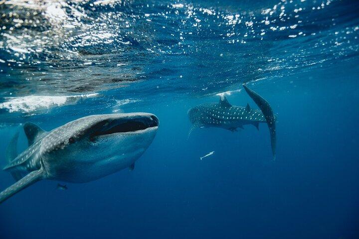 Cancun, Isla Mujeres and Riviera Maya: Swim with whale sharks!