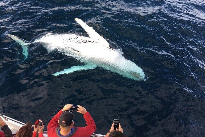 2-Hour Maui Whale Watch from Lahaina Harbor, Maui