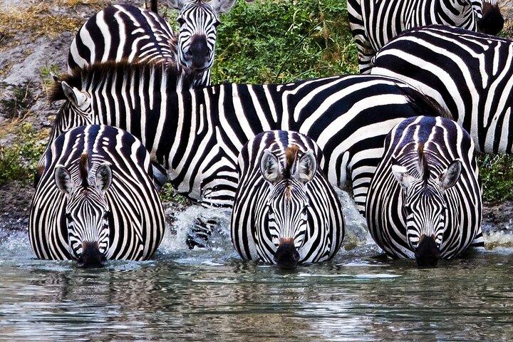 Northern Circuit Safari: 7Days from Arusha - Tanzania’s Top Parks