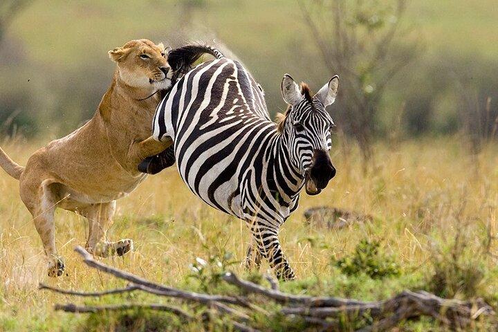Explore Amboseli National Park Private Day Tour from Nairobi