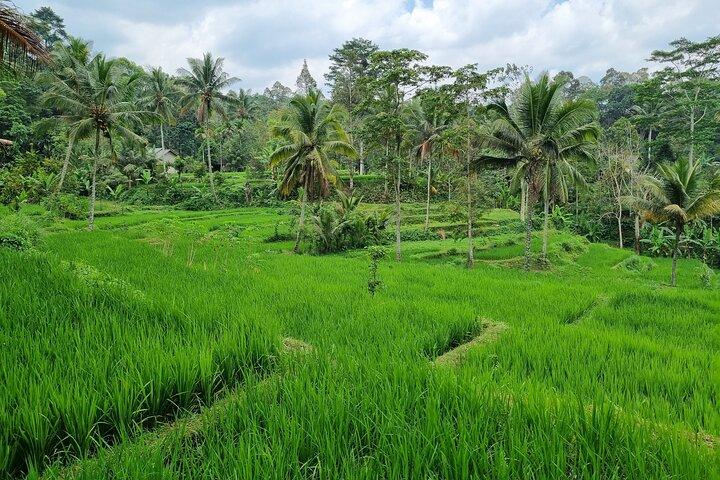 Best Lombok Rice Terrace Walking Tour With Waterfall & Monkey