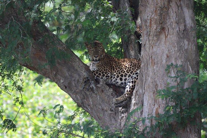 6-Day Safari to Tarangire, Lake Manyara, Serengeti and Ngorongoro