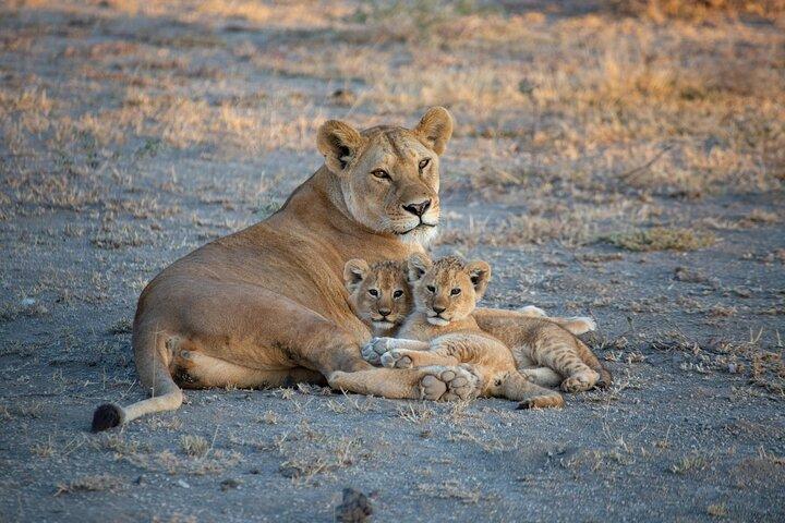 5-Day Safari Symphony: Tarangire, Serengeti & Ngorongoro Marvels