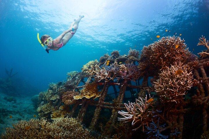 Margaritaville/Jeski Tour or Snorkeling in Montego Bay