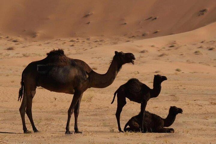 4WD Luxury Overnight Desert Safari in Salalah -Empty Quarter