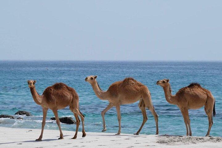 East and West Salalah – Full-Day Guided Combination Tour