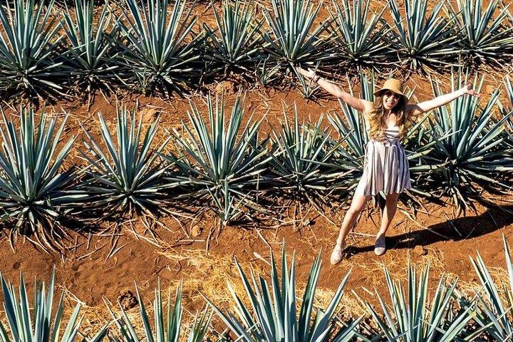 Private Tour to El Tequileño Distillery and visit to Tequila