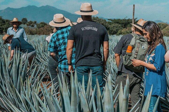 Private Tour to El Tequileño Distillery and visit to Tequila