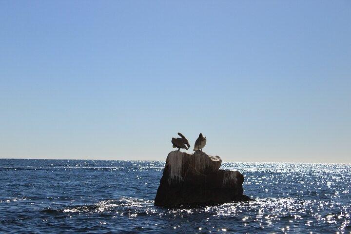 45 Minute Transparent Boat Ride to the Arch of Cabo San Lucas