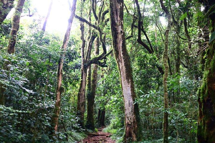 1 Day Mount Kilimanjaro