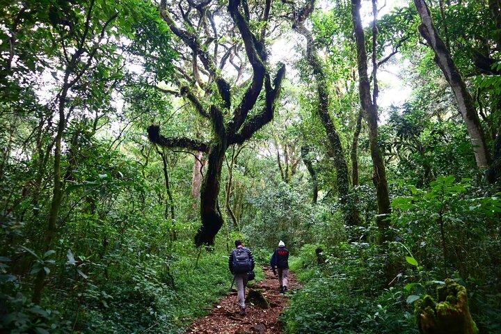 1 Day Mount Kilimanjaro