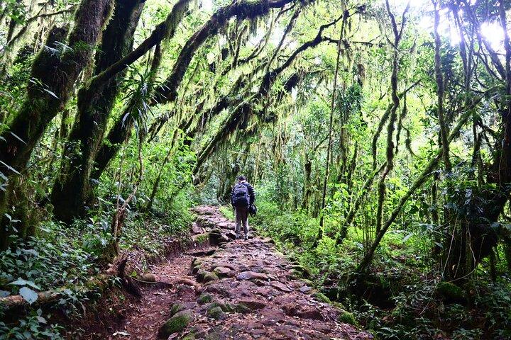 1 Day Mount Kilimanjaro