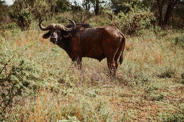 Tanzania and Zanzibar 11 Day Safari and Tropical Island Retreat