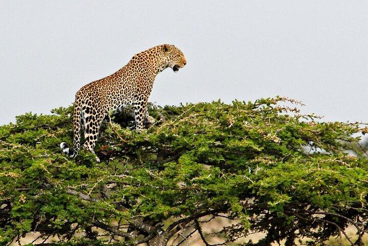 3 Days 2 Nights OlPejeta Safari From Nairobi