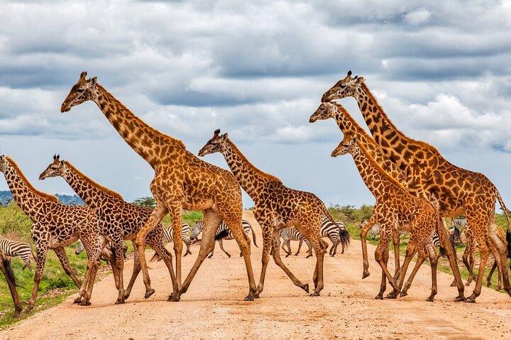 3 Days 2 Nights OlPejeta Safari From Nairobi