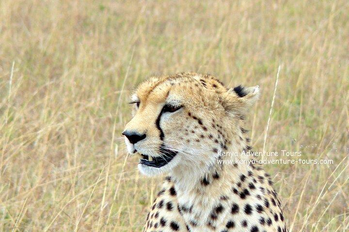 5 Hour Nairobi National Park Game Drive
