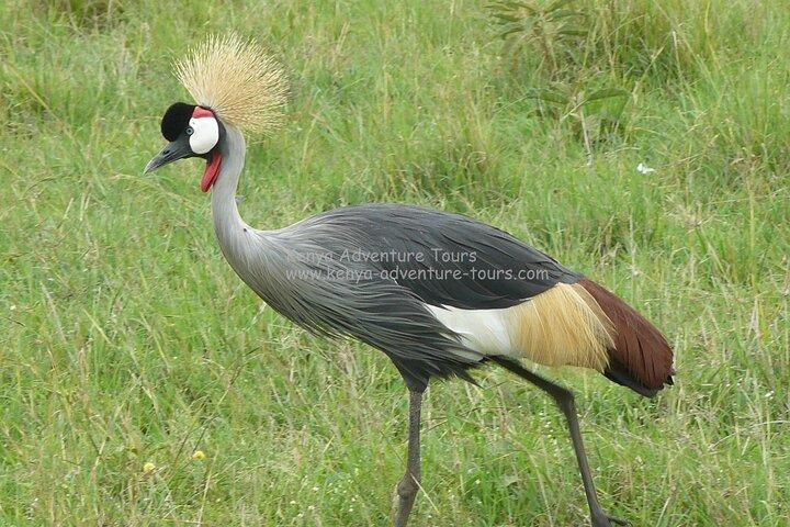 5 Hour Nairobi National Park Game Drive