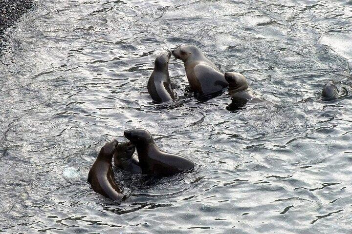Excursion to Punta Loma and Puerto Madryn for Cruisers