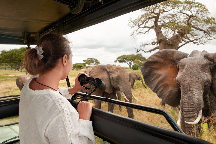 1-Day Fly in Shared Safari to Mikumi National Park from Zanzibar