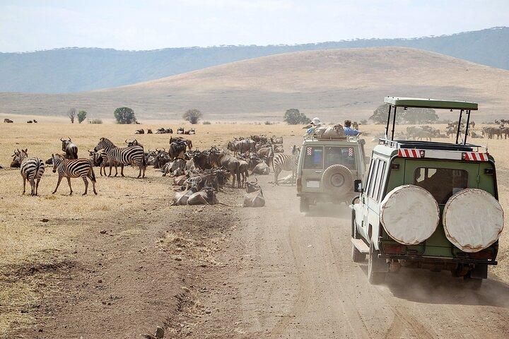 1-Day Fly in Shared Safari to Mikumi National Park from Zanzibar