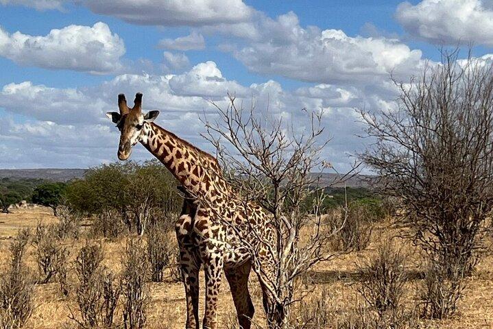 Wildlife encounter (Kilimanjaro, Tanzania)