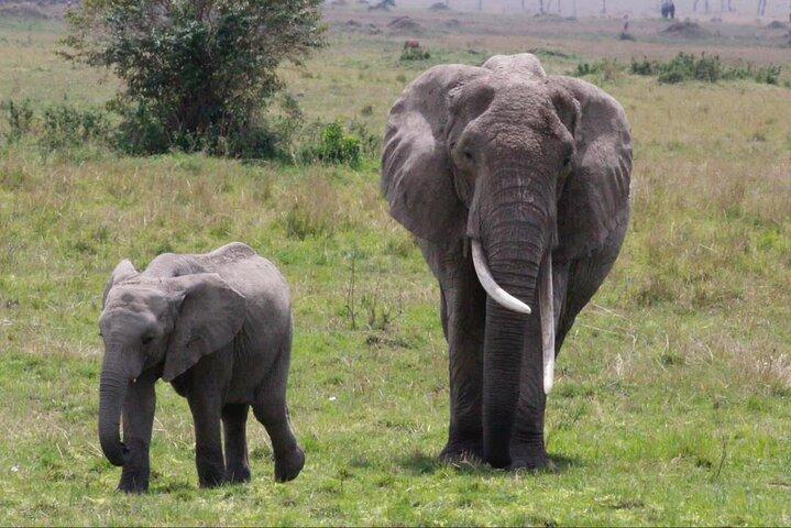 11-Day Serengeti's Migration Majesty